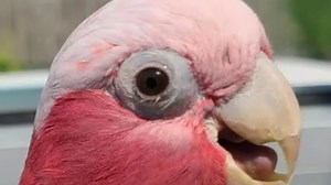 Our pet cockatoo is being held at airport due to blunder he cries 'I want mummy'