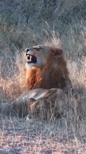 56K views · 893 reactions | Lions don’t always yawn when they’re sleepy. Sometimes they yawn as first sign that they will begin the process of getting up and active. However, this lion might just be lion around. 論 | explore.org | Facebook