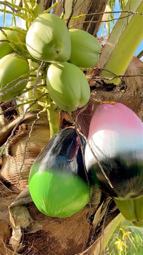 Looks Unreal, But it’s 100% real coconut #shorts