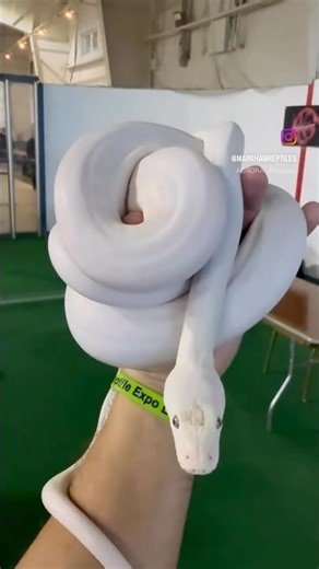 Super Phantom Super Dwarf Reticulated Python by J.I.M. Reptiles