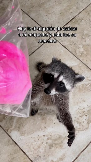 Mi mapache prueba el algodón de azúcar y lo pierde 😂🤦🏻‍♀️ comenta si me pase de mala 🥺 #racoon #racoonsoftiktok #algodondeazucar #mapache