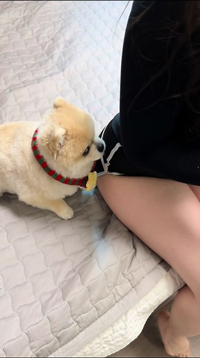 오늘 교훈: 댕댕이한테 잘하자..🐕