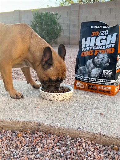 Fuel Your Dog with Bully Max 30/20: High-Performance Nutrition