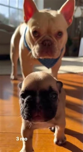 Dad Frenchie & His Baby Boy Grow Up Together🥹❤️🐾 #frenchbulldog