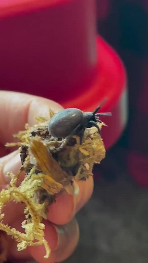 #velvetspider#jumpingspider#creepycrawly