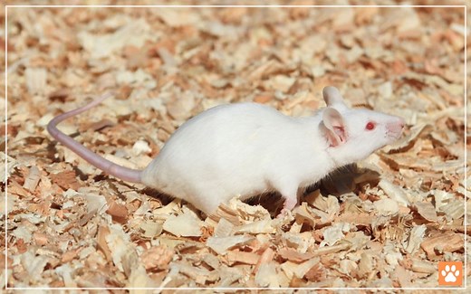 Pet Mice Size and Weight Chart - How Big do They Grow? - VIVO Pets