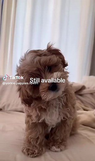 Yorkie puppies for adoption on TikTok
