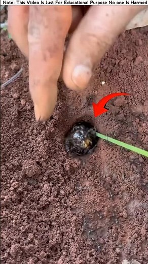 How the Chinese get food bugs out of holes.#facts #trendingshorts #food