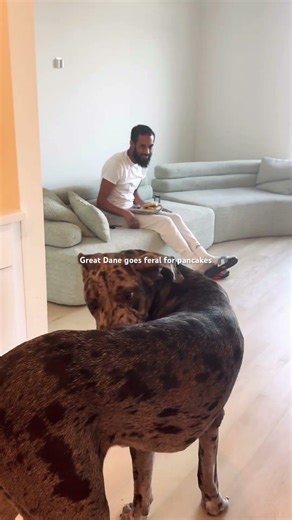 Vicious Great Dane attacks owner for pancakes 🥞🐶 #greatdane #dogshorts #funnydogs