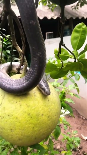 snake wrapped around grapefruit #giangkhongngu #xuhuongyoutube #snake
