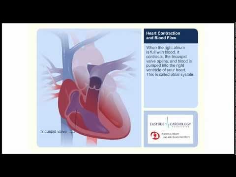 Heart Contraction and Blood Flow