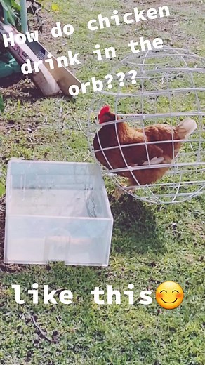 how do orbing chickens drink? you asked . Chicken orbs , its an accessory for gardener to manage pet chickens behaviour when they are out of the coop. It's like a movable garden fencing, that chickens roll them selves. Www.chickenorb.com #chicks #chickenorbs #chickenorb #gardening #hens #chicken #chickens