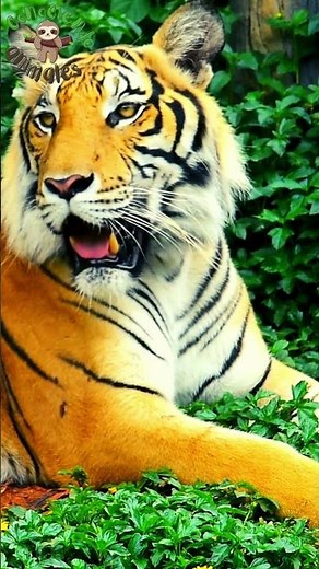 🐅 Los TIGRES | Animales salvajes