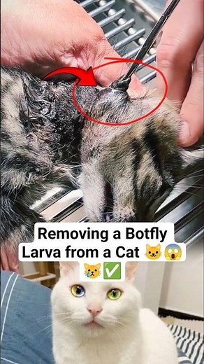 Removing a Botfly Larva from a Cat #BotflyRemoval #KittenCare #CatRescue #VetProcedure #AnimalCare