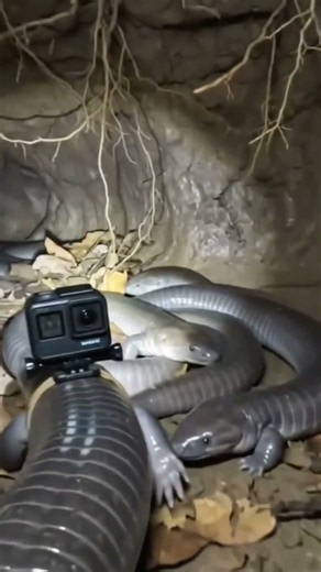 Tiny Camera on a Caecilian Reveals Its Hidden Underground World.