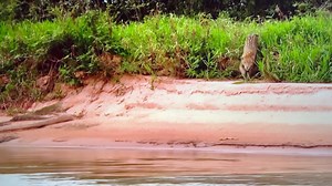 Captivating Jaguar in Its Natural Habitat