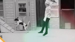 1.9K views · 45 reactions | We don’t mean to hound you, but you...