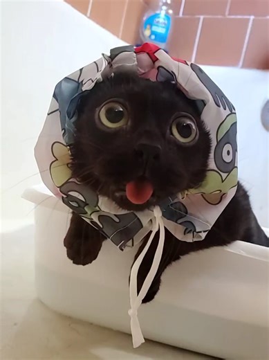 Skippito got some new shower caps as a gift so he can have a variety to wear for his baths lol... I don't know how he feels about this one yet 🤣 #catsoftiktok #bathtime #dwarfcat #funnycats #fyp