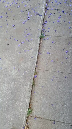 1.2K views · 13 reactions | jacaranda tree doing it's thing #garden | MI Garden | Facebook