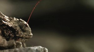 See the Lizard That Shoots Blood From Its Eyes