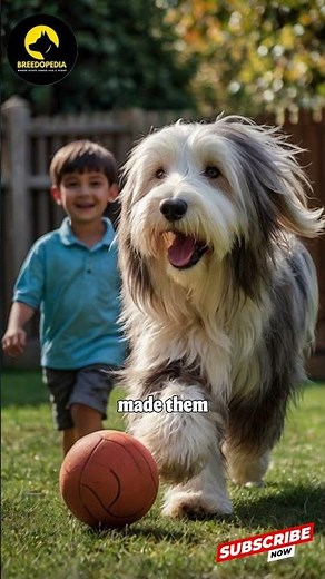 Why Bearded Collies Are the Most Playful and Loving Family Dogs!