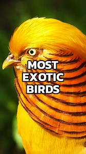 Top 3 Most Beautiful and Exotic Birds! The colors and patterns on these birds are amazing! . . . #bird #birds #birdwatching #birdlovers #birdlover #top3 #everythingtop3 | Top 3