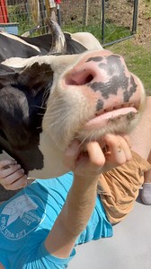 “Cows aren’t pets. They are livestock.” “I hope you get gored. You can’t trust a cow. They are dangerous.” “Cows are nothing like dogs” We see these sorts of comments on our posts where we are playing and loving on Jenna or Maisie. So, we wanted to address this. First, the most common reason for these statements are from guilt. Farmers often feel compelled to say these things because it challenges their claim that cows are meant for nothing more than being used and consumed by humans. If they re