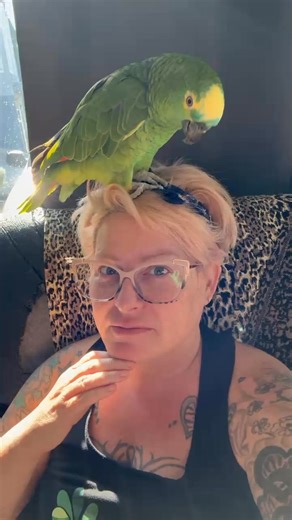 7.1K views · 313 reactions | Adoption update! Pancho was with us for about 2 years but finally met their dream person, it was love at first sight. Pancho was a shy, quiet bird at the shelter but clearly has gotten over that! Happy life Pancho! | Greyhaven Exotic Bird Sanctuary | Facebook