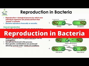 Reproduction in Bacteria | Sexual and Asexual Reproduction | Conjugation and Binary Fission