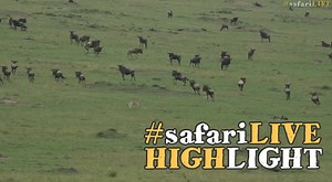 6K views · 247 reactions | Malaika and her boys take down a wildebeest for a late lunch! | Wildearth | Facebook