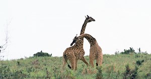 Giraffes Necking
