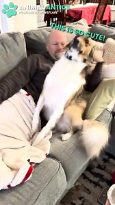 48K views · 1.4K reactions | Cute dog did a trust fall with Dad ❤️ | Animal Antics | Facebook