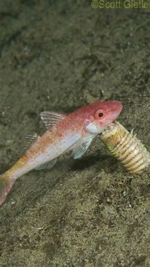 This Monster Hides Under the Sand (Bobbit Worm)