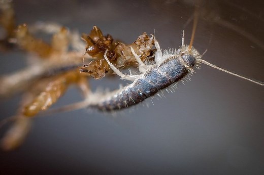 Silverfish Features, Life Cycle, Effects, and Pest Control