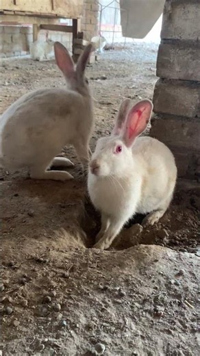 Watch This Cute White Rabbit Digging Its Hole! 🐰✨