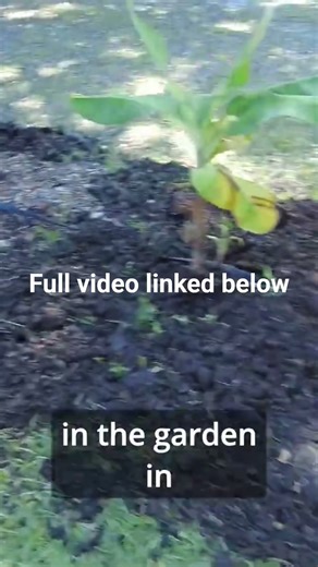 Cardboard is a garden game changer #homestead #gardening #garden #homesteading #diygardening