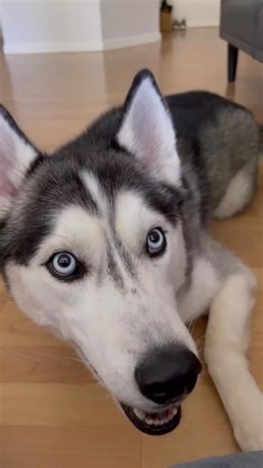 20K views · 736 reactions | ever hear a husky roar #husky #siberianhusky #194 | Moon and Shadow | Facebook
