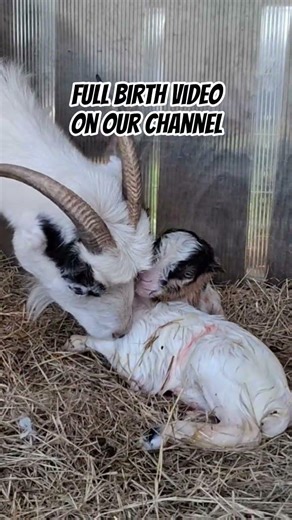 The miracle of goat birth. Mini Lamacha Gypsy has beautiful twins ♡