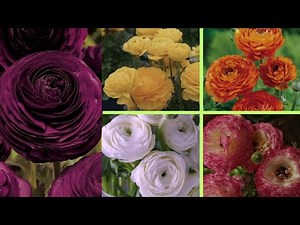 Ranunculus Care Guide: From Seedlings to Stunning Blooms – Tips for Max Flowers |
