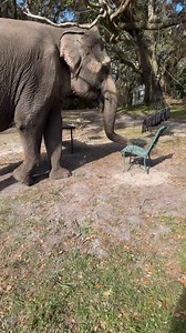 Napping with my elephant #FreeContactCare #elephantcare #animal #elephant #ElephantLover #AnimalLover #AnimalsOfFacebook# | The Walking Elephant