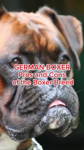 GERMAN BOXER: Pros and Cons of the Boxer Breed #dog #puppy