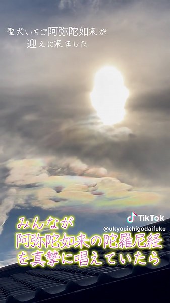 聖犬いちご2023.8.22肉体を離れ、２７日に、阿弥陀如来一行のお迎えにより、主の元に旅立ち。ずっと一緒だよいちご。#自分のため #ポメラニアン #永遠に #旅立ち