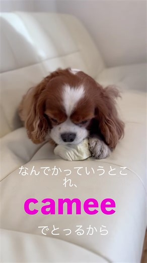 自撮りの新常識！Amazon1位✨TikTokで話題の自撮りモニター「キャミー」#キャミー #自撮りモニター #外カメ自撮り #キャミーで盛れた #リール動画 #バズりたい #推し活女 #camee