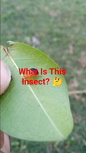 Strange Insect With Bee-Like Antennae 😱 What Is This?
