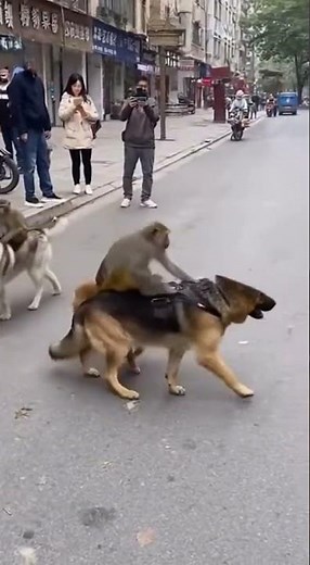 Funny Dogs and Monkeys Friendship 🐒🐶 | Amazing Animal Friendship Video 2025