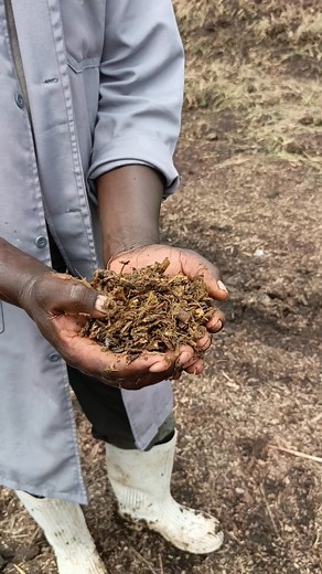 Sunflower Silage. Mzuri Sana | Kilimo Faida Tv