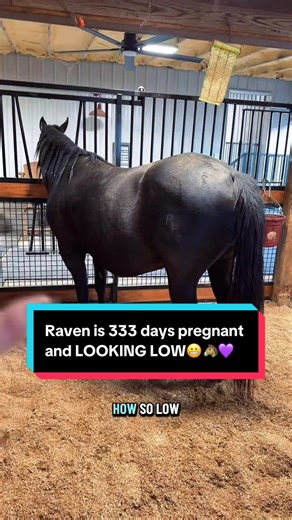 Raven's 333-Day Pregnancy Journey and Low Position