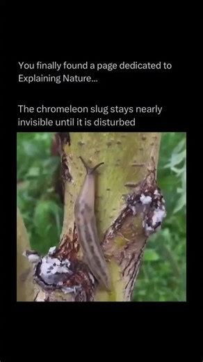 Wild Logic | Follow @wildlogic_ to learn everything about animals one post at a time 🧠🔥 The Chromeleon slug—also known as the Chromodoris lochi or a... | Instagram