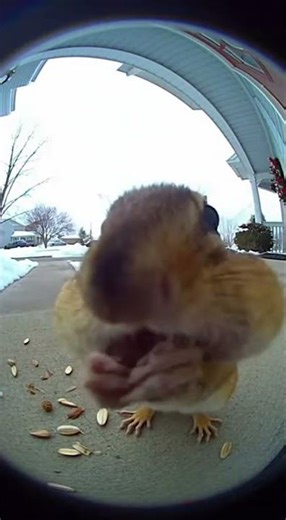 Chipmunk just eating in front of the ring camera