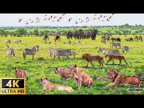 4K African Wildlife: Bwabwata National Park, Namibia - Scenic Wildlife Film With Real Sounds